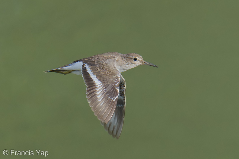 Common_Sandpiper-250923-123FRYAP-FYA09465-W.jpg