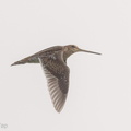 Common Snipe-181105-113ND500-FYP_0806-W.jpg