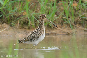 Common Snipe-201115-123MSDCF-FYP08349-W.jpg