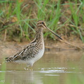 Common Snipe-201115-123MSDCF-FYP08349-W.jpg