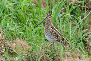 Common Snipe-201115-124MSDCF-FYP00774-W.jpg
