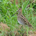 Common Snipe-201115-124MSDCF-FYP00774-W.jpg