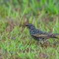 Common Starling-211213-133MSDCF-FRY01034-W.jpg