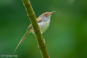 Common Tailorbird-250511-106FRYAP-FYA07572-W.jpg