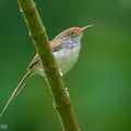 Common Tailorbird-250511-106FRYAP-FYA07572-W.jpg