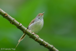 Common Tailorbird-250511-106FRYAP-FYA07803-W.jpg