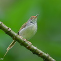 Common Tailorbird-250511-106FRYAP-FYA07803-W.jpg