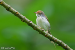 Common Tailorbird-250511-106FRYAP-FYA07844-W.jpg