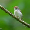 Common Tailorbird-250511-106FRYAP-FYA07844-W.jpg