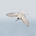 Common Tern-230923-208MSDCF-FYP03998-W.jpg
