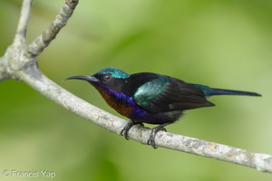 Copper-throated Sunbird-110918-105EOS1D-FYAP1946-W.jpg