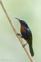 Copper-throated Sunbird-190202-115ND500-FYP_1648-W.jpg