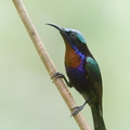 Copper-throated Sunbird-190202-115ND500-FYP_1648-W.jpg