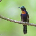 Copper-throated Sunbird-230624-207MSDCF-FYP00897-W.jpg