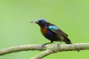 Copper-throated Sunbird-250520-107FRYAP-FYA03179-W.jpg