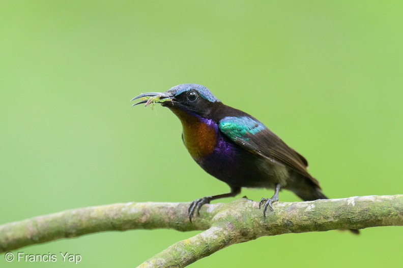 Copper-throated_Sunbird-250520-107FRYAP-FYA03179-W.jpg