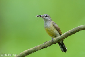 Copper-throated Sunbird-250520-107FRYAP-FYA03791-W.jpg