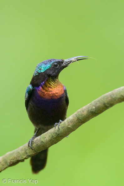 Copper-throated_Sunbird-250520-107FRYAP-FYA04032-W.jpg