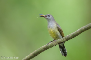 Copper-throated Sunbird-250521-107FRYAP-FYA05901-W.jpg