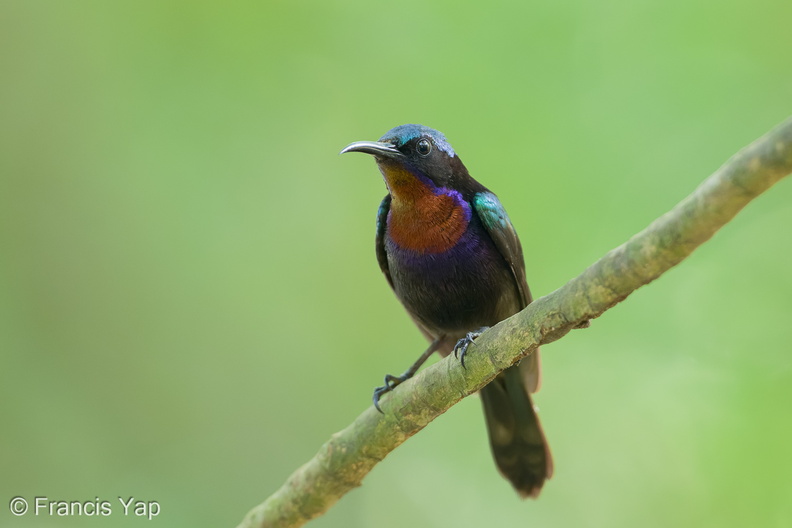 Copper-throated_Sunbird-250526-108FRYAP-FYA04113-W.jpg