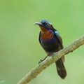 Copper-throated Sunbird-250526-108FRYAP-FYA04113-W.jpg