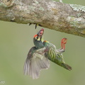 Coppersmith Barbet-140606-116EOS1D-FY1X9959-W.jpg