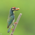 Coppersmith Barbet-240405-222MSDCF-FYP01966-W.jpg