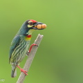 Coppersmith Barbet-240405-222MSDCF-FYP02626-W.jpg