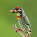 Coppersmith Barbet-240408-222MSDCF-FYP08302-W.jpg