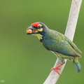Coppersmith Barbet-240408-222MSDCF-FYP08754-W.jpg