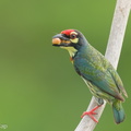 Coppersmith Barbet-240408-222MSDCF-FYP08826-W.jpg