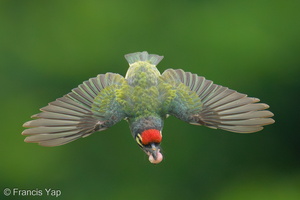 Coppersmith Barbet-240415-224MSDCF-FYP02336-W.jpg