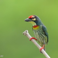 Coppersmith Barbet-240415-224MSDCF-FYP03720-W.jpg
