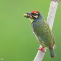 Coppersmith Barbet-240416-224MSDCF-FYP07252-W.jpg