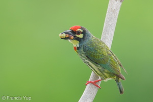 Coppersmith Barbet-240416-224MSDCF-FYP07366-W.jpg