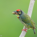 Coppersmith Barbet-240416-224MSDCF-FYP07366-W.jpg
