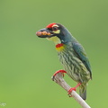 Coppersmith Barbet-240416-224MSDCF-FYP07531-W.jpg