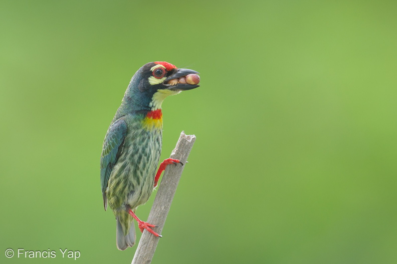 Coppersmith_Barbet-240416-224MSDCF-FYP07888-W.jpg