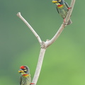 Coppersmith Barbet-240418-225MSDCF-FYP02615-W.jpg