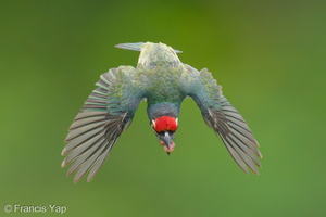 Coppersmith Barbet-240419-225MSDCF-FYP05179-W.jpg
