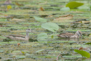 Cotton Pygmy Goose-160115-101EOS5D-FY5S9919-W.jpg