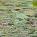 Cotton Pygmy Goose-160115-101EOS5D-FY5S9919-W.jpg