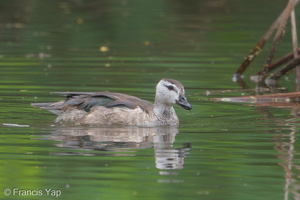 Cotton Pygmy Goose-181226-114ND500-FYP_7108-W.jpg