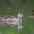 Cotton Pygmy Goose-181226-114ND500-FYP_7108-W.jpg