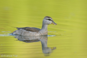 Cotton Pygmy Goose-210211-130MSDCF-FYP06578-W.jpg