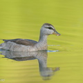 Cotton Pygmy Goose-210211-130MSDCF-FYP06578-W.jpg