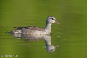 Cotton Pygmy Goose-210211-130MSDCF-FYP06685-W.jpg