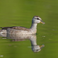 Cotton Pygmy Goose-210211-130MSDCF-FYP06685-W.jpg