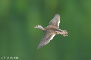 Cotton Pygmy Goose-211208-132MSDCF-FRY03992-W.jpg
