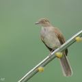 Cream-vented Bulbul-191213-107MSDCF-FYP04475-W.jpg
